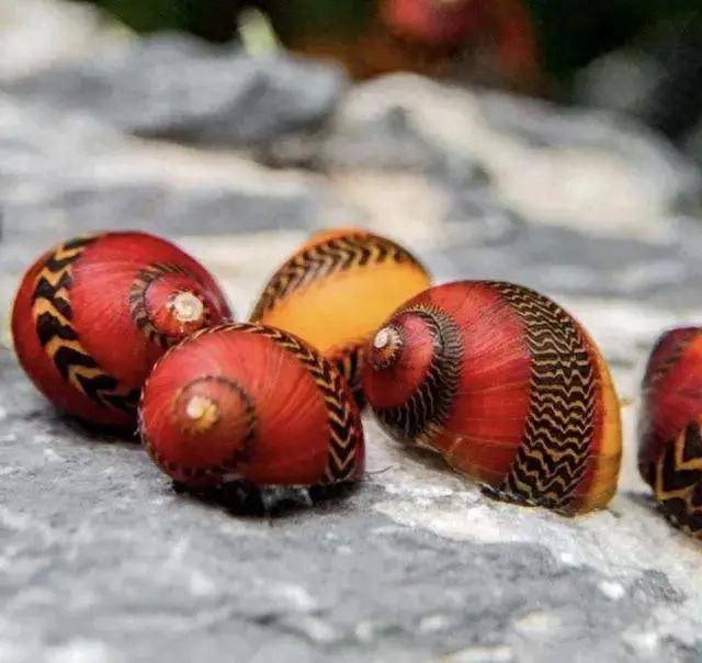 自然界里这36种奇怪又有趣的生物你都认识吗