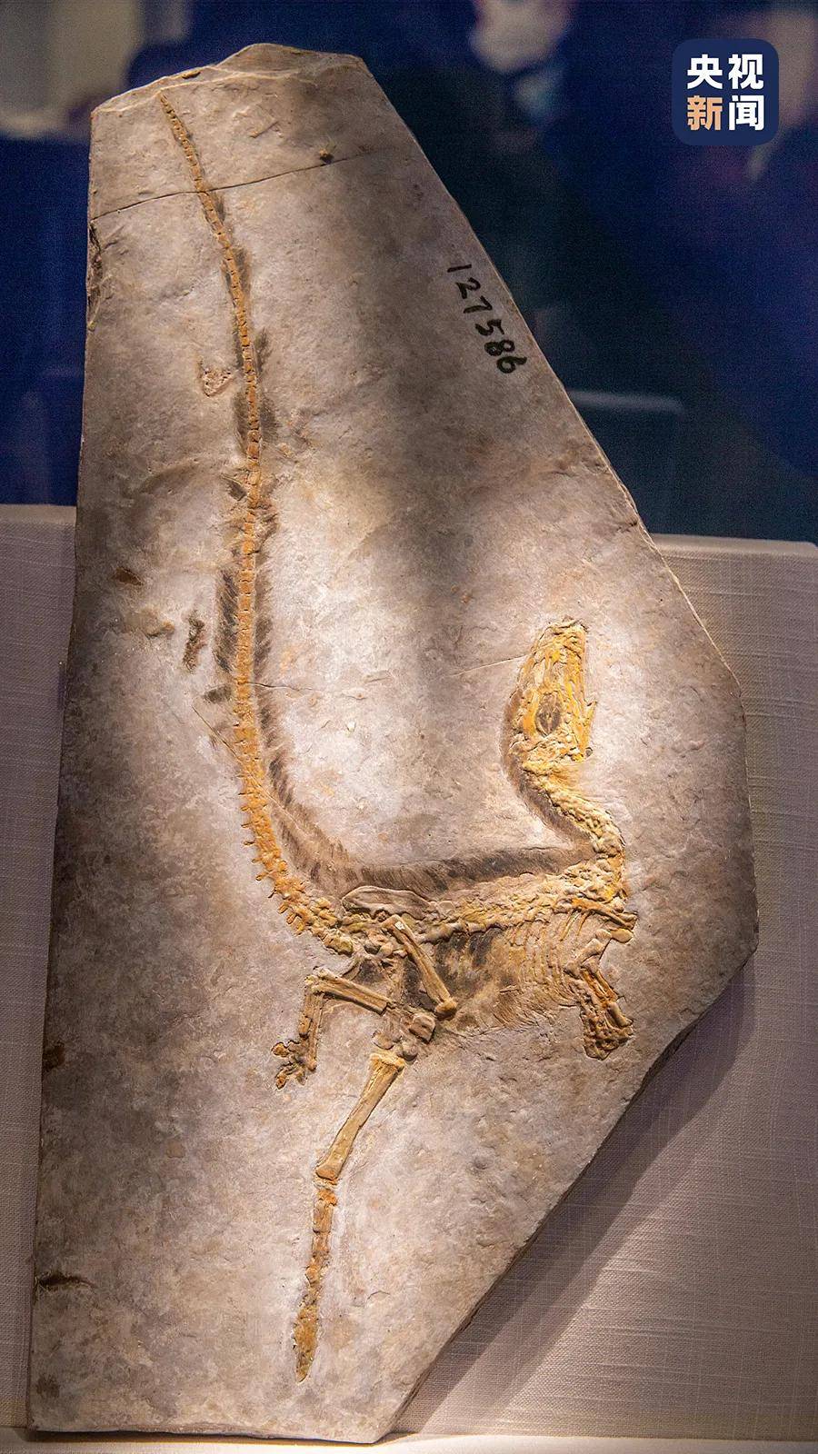 中国_恐龙_我国