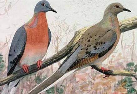 一直持续了200年,终于有一天,美国人突然发现野外根本就没有北美旅鸽