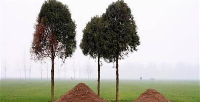 老话说坟无头子孙穷狐守坟富三辈啥意思有何道理