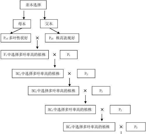 动物杂交育种遗传图解图片