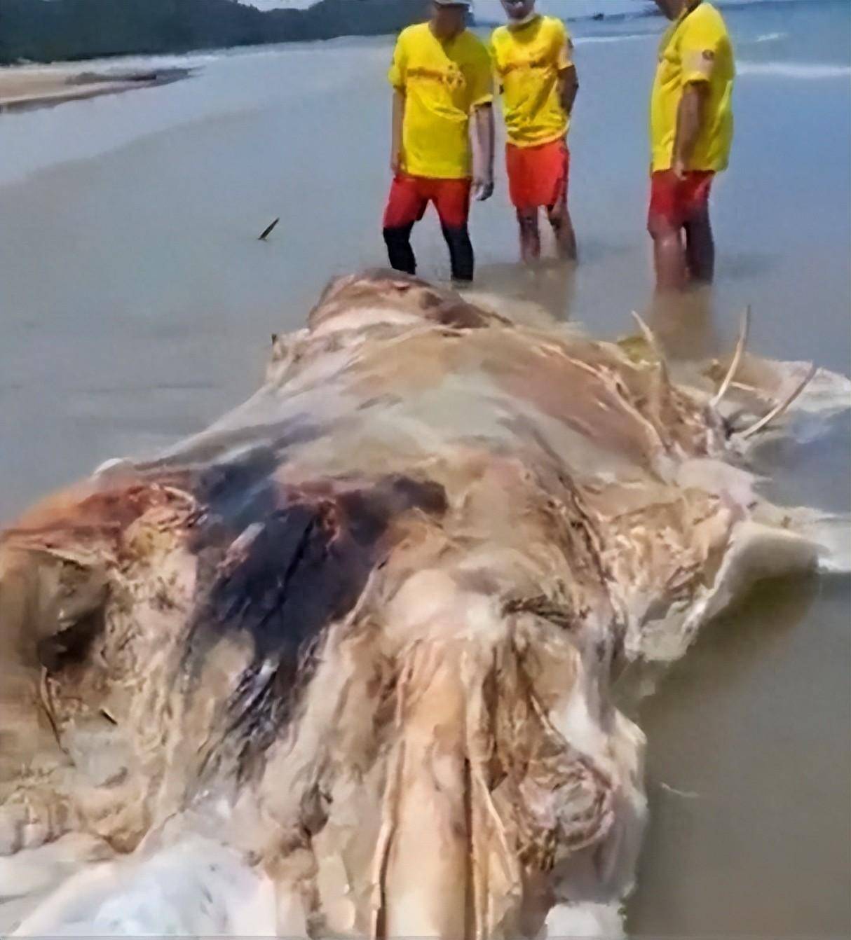 他们认为,鲸鱼长时间在海洋中漂浮可能导致其形态发生巨大变化,使得