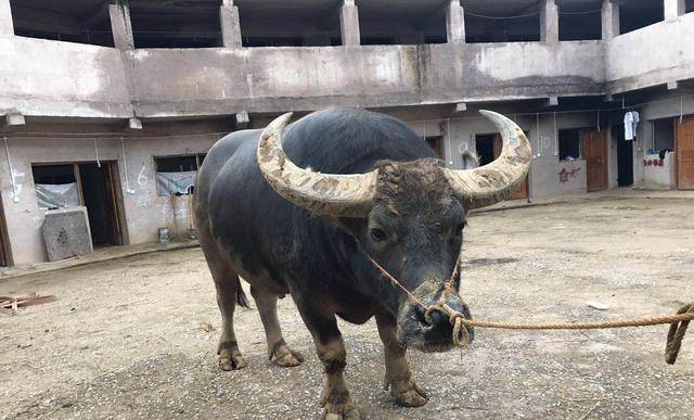 贵州雷公牛王生前为主人赢13万奖金死后500多人前来送葬