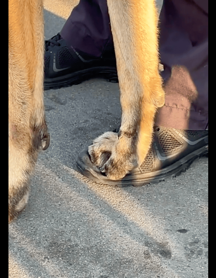 警犬在执行任务时