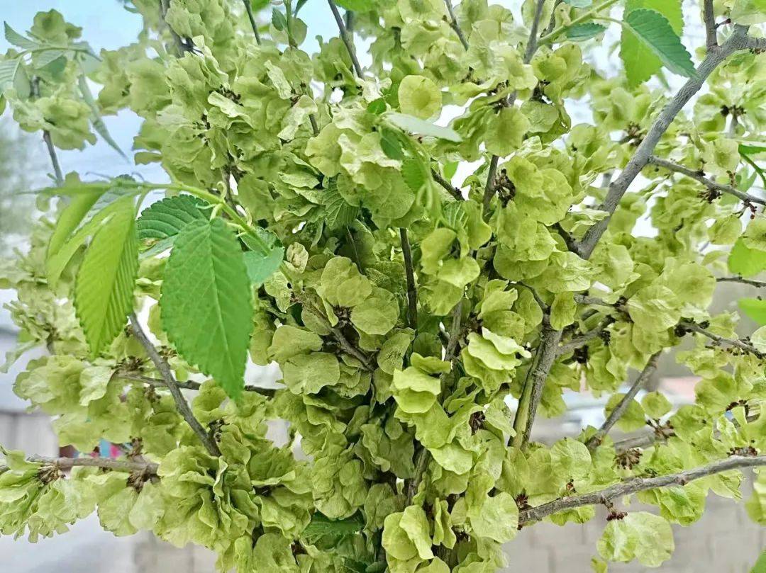 "的记载.其中,"斯干"指的就是榆树,"璧"指的就是榆钱.榆钱的前世今生