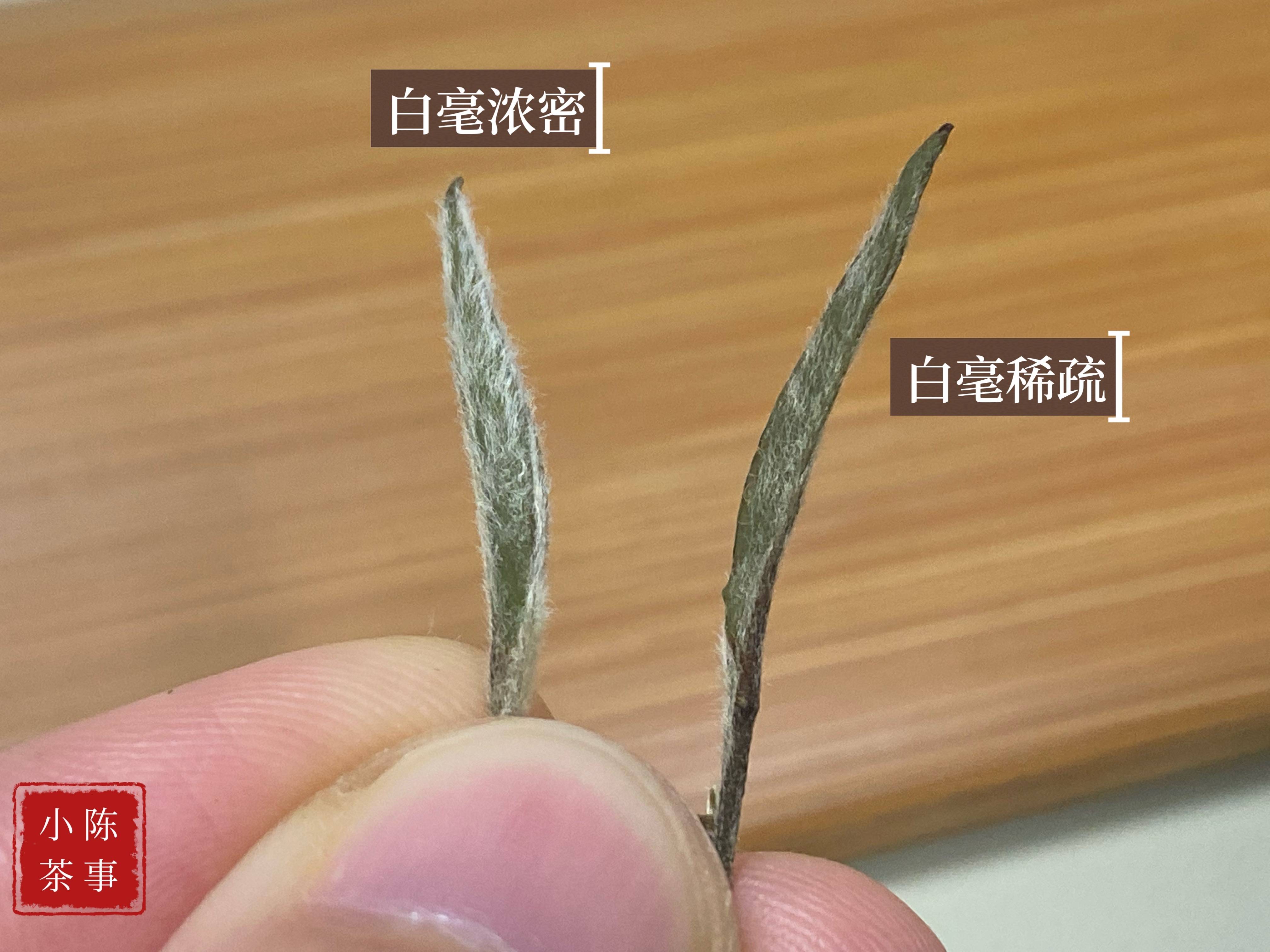原创白毫银针买到手怎么知道是买亏还是买值了记住这6点