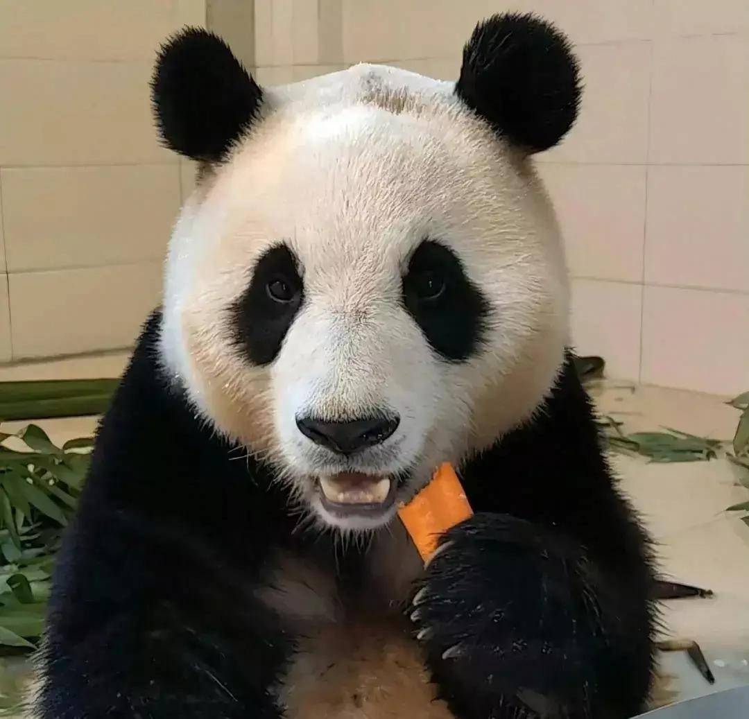 原创旅韩大熊猫园欣脱毛惹心疼韩方被曝克扣水果导致营养不良