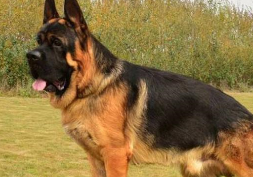 原创德国牧羊犬价格调低为什么还是没人买原因有5个