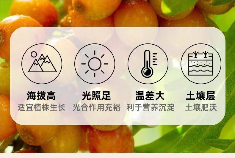 沙棘原浆价格表沙棘原浆多少钱一盒