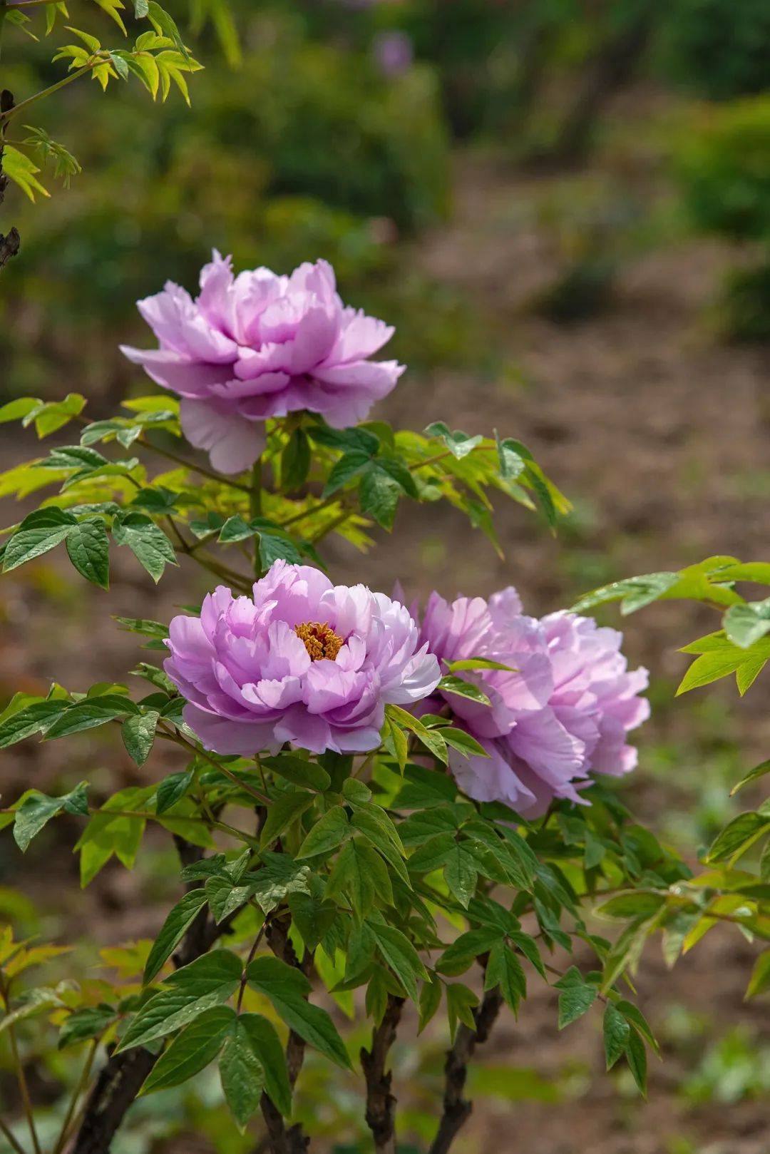 菏泽牡丹简介图片