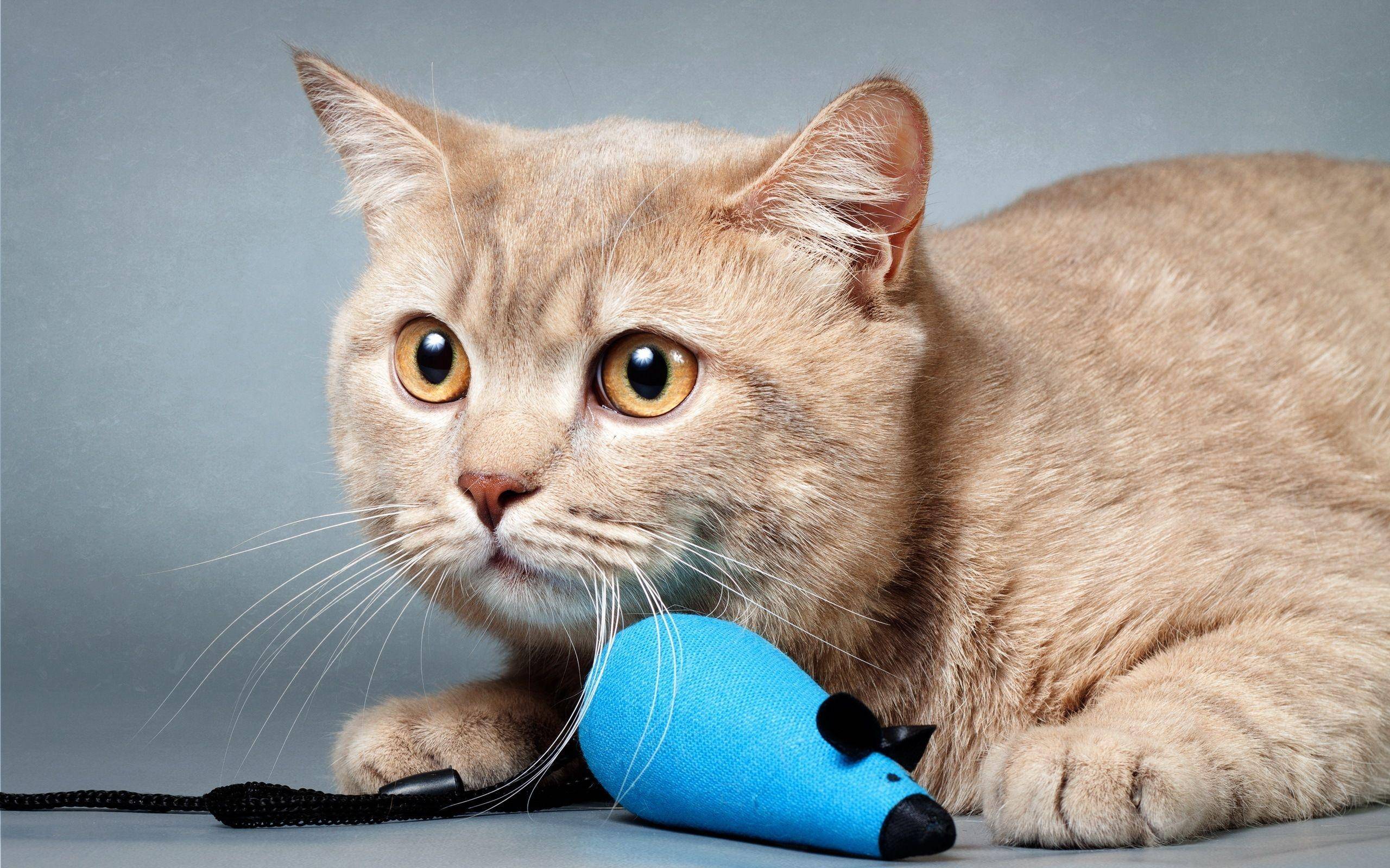 原创人们常说猫有九条命这是真的吗为何猫从高处摔下也不会死