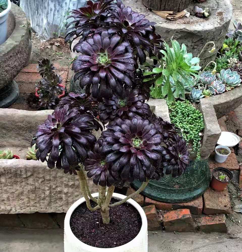 一户人家大门口的黑法师,多肉也能长成"树",真霸气_环境_土壤_植物