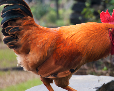 原创生肖鸡属鸡的人在5月份将有惊天大转折再忙也要瞅一眼