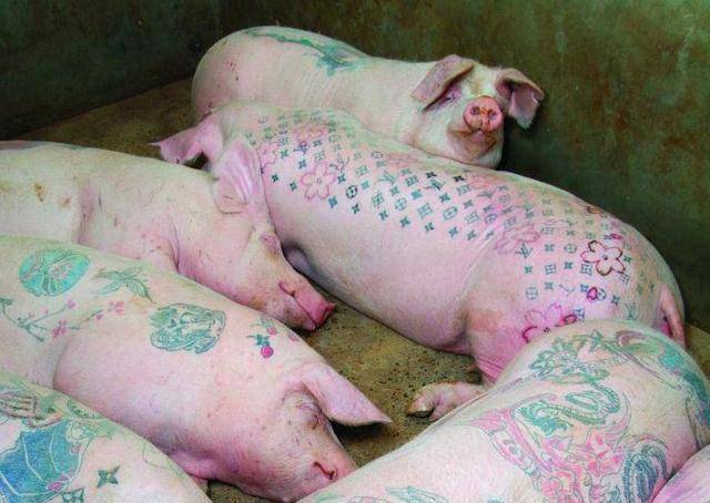 艺术家给活猪纹身被香奈儿买走后做成2个限量款手袋赚了50万