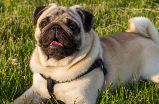 哈巴狗的呼吸问题,哈巴狗呼吸困难的原因_鼻子_小狗_品种