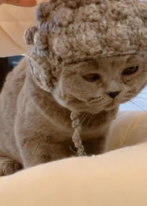 原创同学在寝室养了只猫网友看这猫咪上下铺能笑一整天