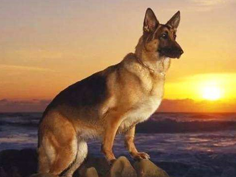 原创岁月是把杀猪刀错了在汪界岁月可是一只仙女棒