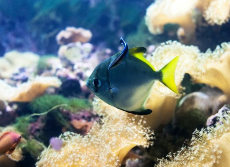 如何为我们的鱼养殖和保护珊瑚礁