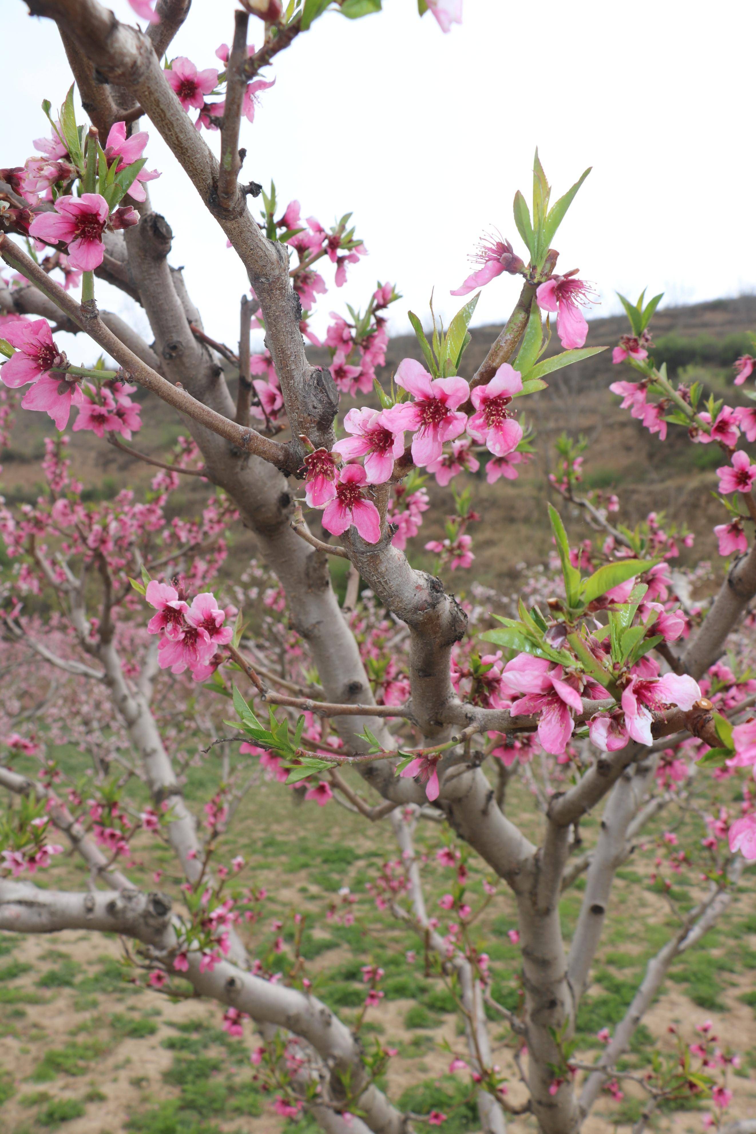 秀美崆峒处处景高堡桃花分外红一一郭兰芳