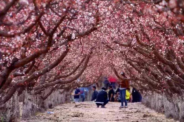 吐鲁番杏花2022图片