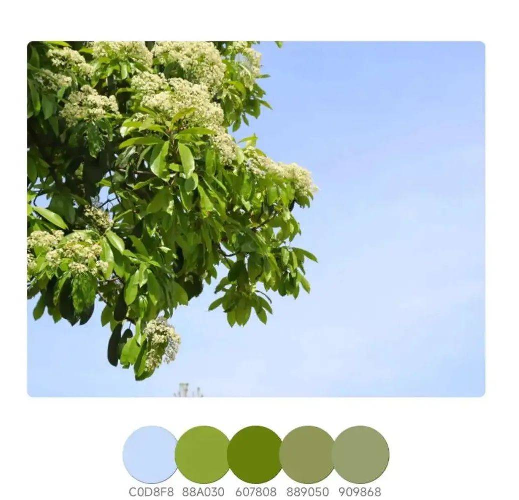 草绿色少年们在上面尽情驰骋挥洒青春汗水这一张张色卡记录下校园春天