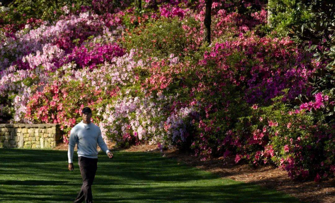 老虎创历史?小麦撕掉"实现全满贯"标签?国外大师赛惊喜看不完_比赛_斯