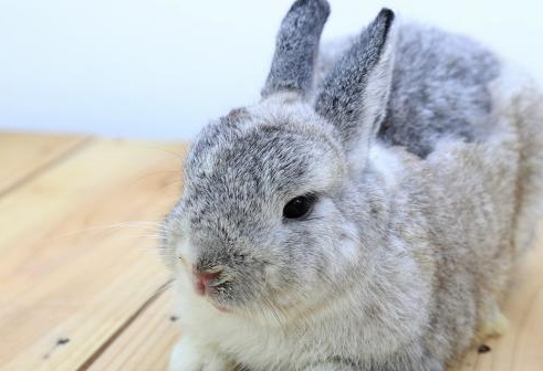 原创外来宠物介绍十只漂亮外国兔子有你喜欢的吗