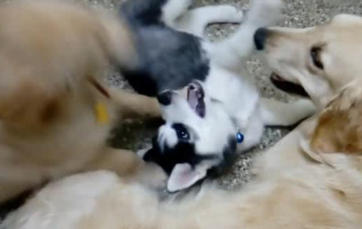 原创二哈金毛同时产子小奶狗们见面就打架主人又要搬家了