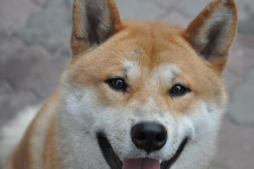 最不听话的5种狗,一般人驯服不了,谁养谁知道_柴犬_哈士奇_性格