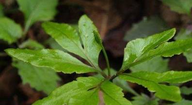 入地蜈蚣你了解多少?