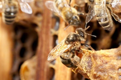 处女王最多能飞多远交尾?老蜂农给出这样的答案_雄蜂_距离_蜂王