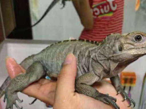 原创心疼一下自己宠物蜥蜴被熊孩子偷走还被熊家长给怼了