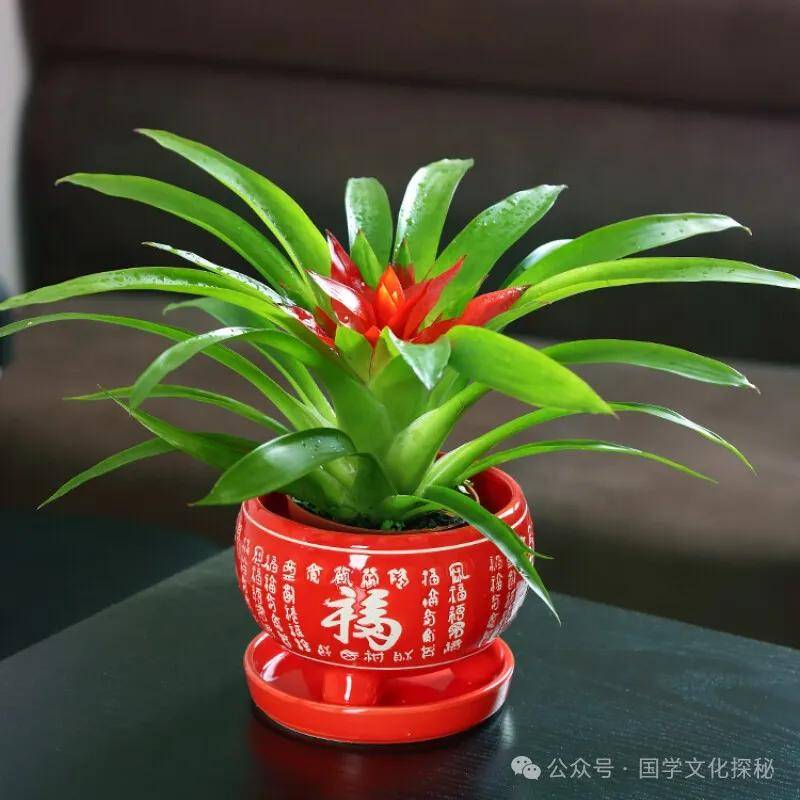 家里运势会越来越好!