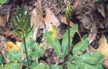 入地蜈蚣你了解多少?