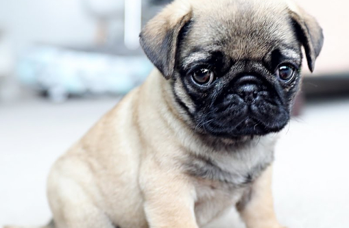 什么原因会导致狗狗患上尿崩症?