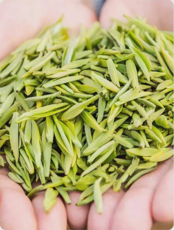 四川茶博会川茶早采的茶招人爱早茶看宜宾