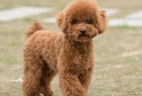 原创小泰迪成功泡到大金毛结果金毛生下十二只煤球主人做梦都笑醒