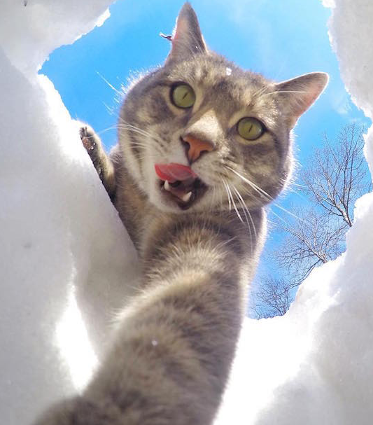 史上最强喵星人"教科书"级别自拍,画风清奇,网友:撩到我了!