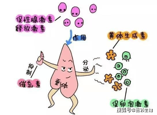 生理作用主要是促进女性排卵和黄体生成,促进黄体分泌孕激素和雌激素