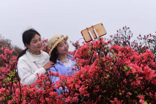 览胜赏杜鹃花，畅享云硒茶！4月20天觉5月5日，Poligny26项公益活动等您来(图8)