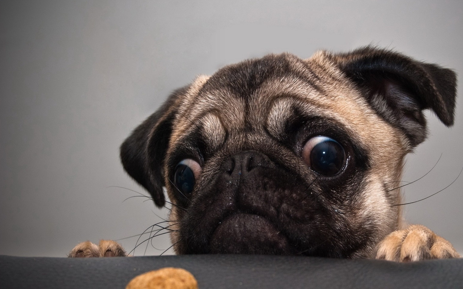 原创巴哥应该如何饲养以下几点你需要注意