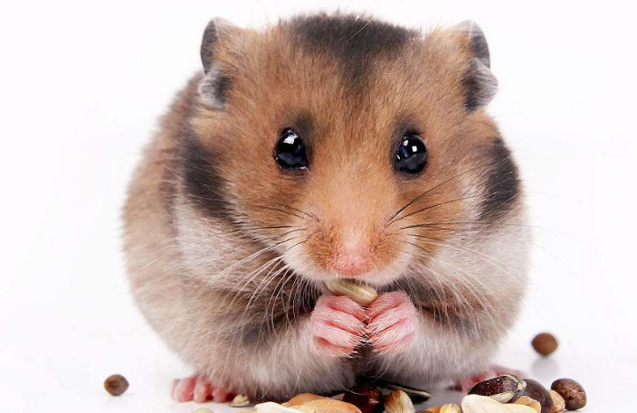 仓鼠死了怎么处理善始善终你做到了吗