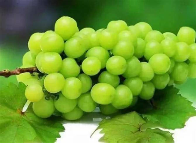 阳光玫瑰是葡萄还是提子阳光玫瑰葡萄营养价值高吗