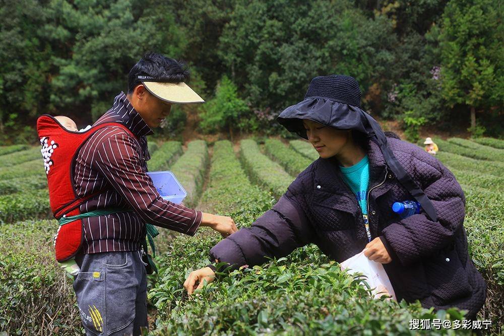 贵州威宁:上春山采春茶 一叶新一业兴_茶园_茶叶_炉山镇