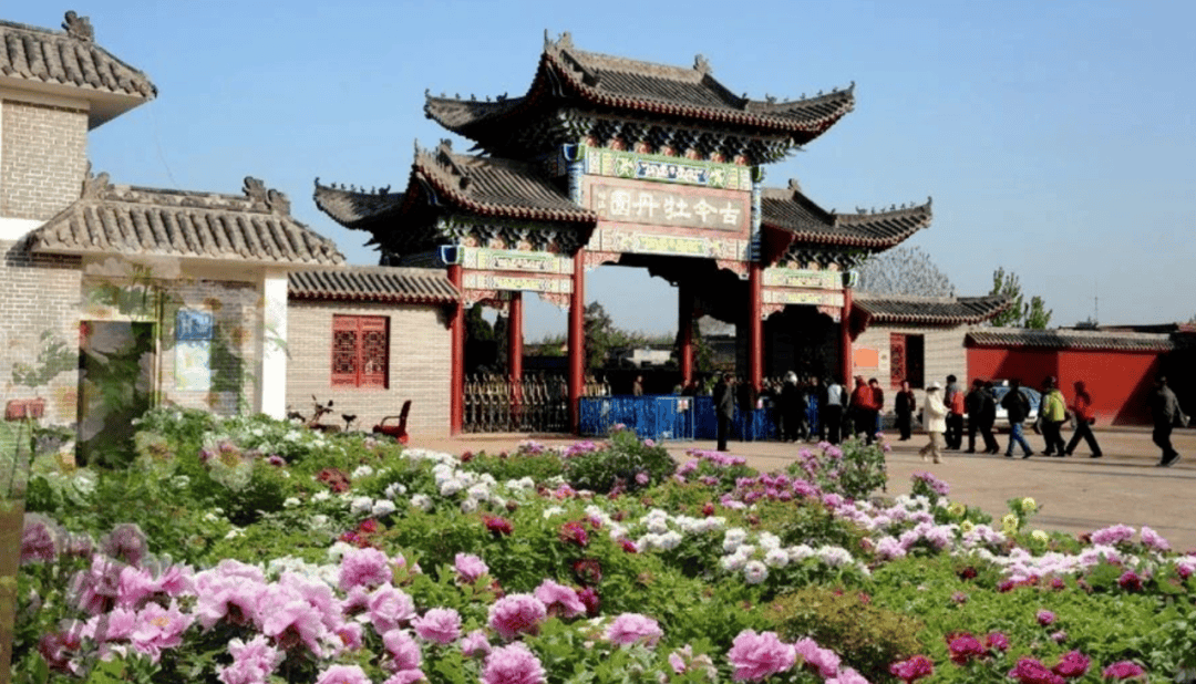 牡丹花正艳,菏泽等您来!一文在手,全区畅游!_芍药_景区_电话