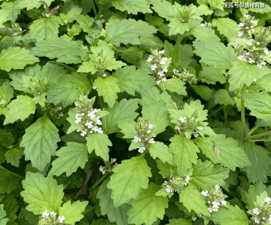 白毛夏枯草,又称金疮小草,筋骨草,有3大作用,价值极高,农民朋友要了解