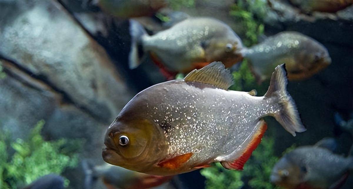 凶残可怕的食人鱼,为何没能在亚马逊河流里泛滥?是因天敌太多?
