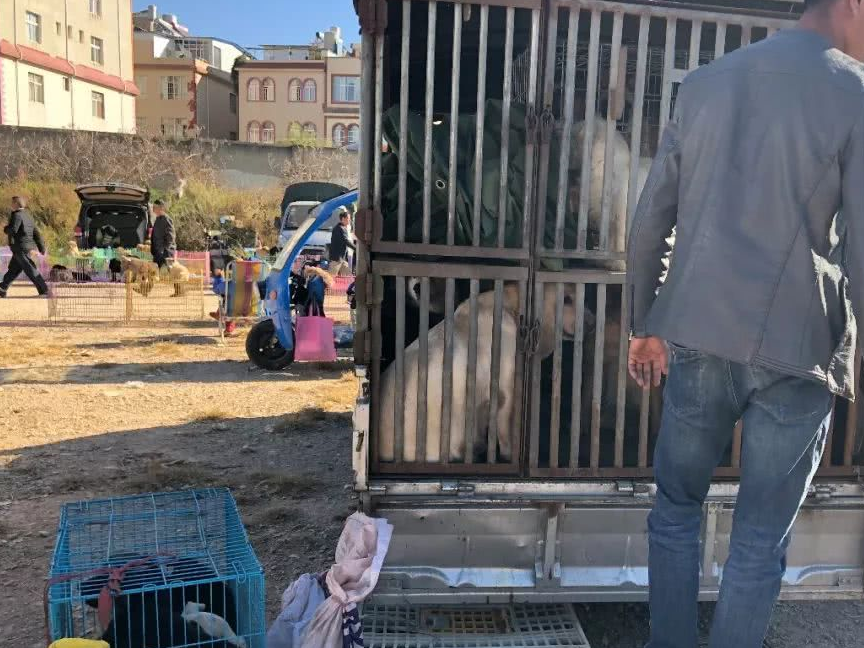 男子询问狗市肉狗价格,商贩大胆让步:你来给价!