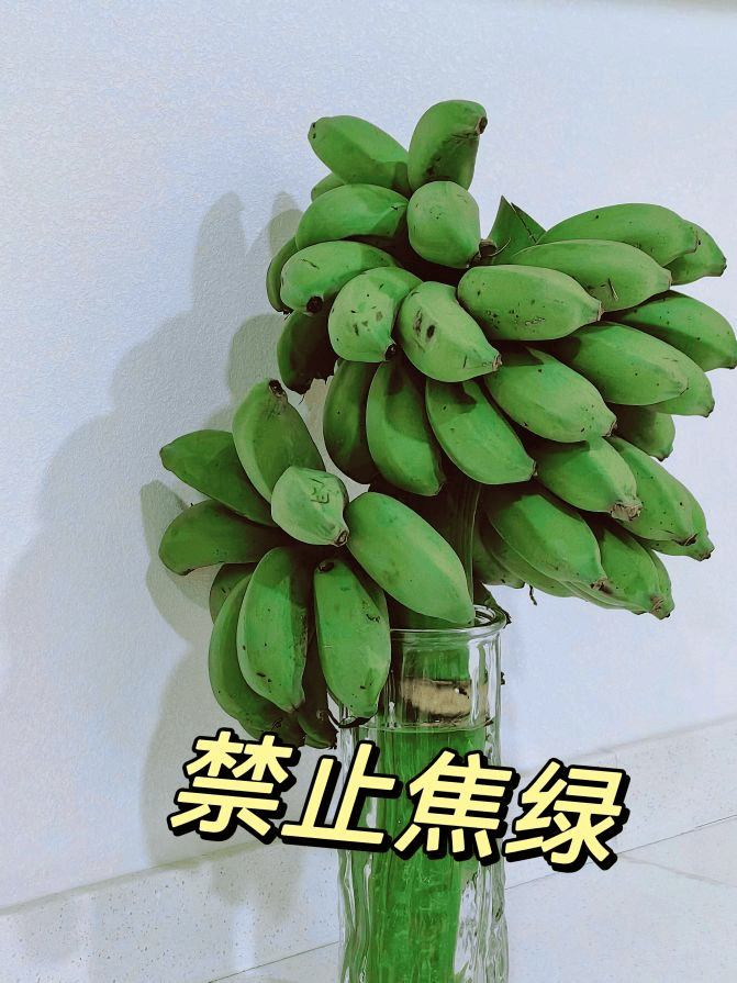 网友@杨杨得亿禁止焦绿,黄一根吃一根水培鲜切水果