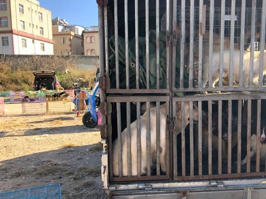 男子询问狗市肉狗价格,商贩大胆让步:你来给价!